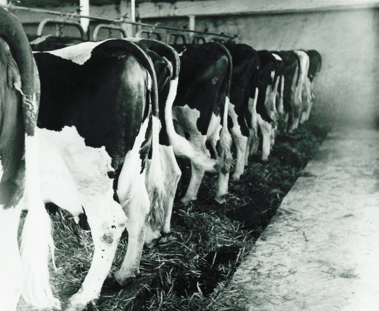 Milking Parlor - 1970s