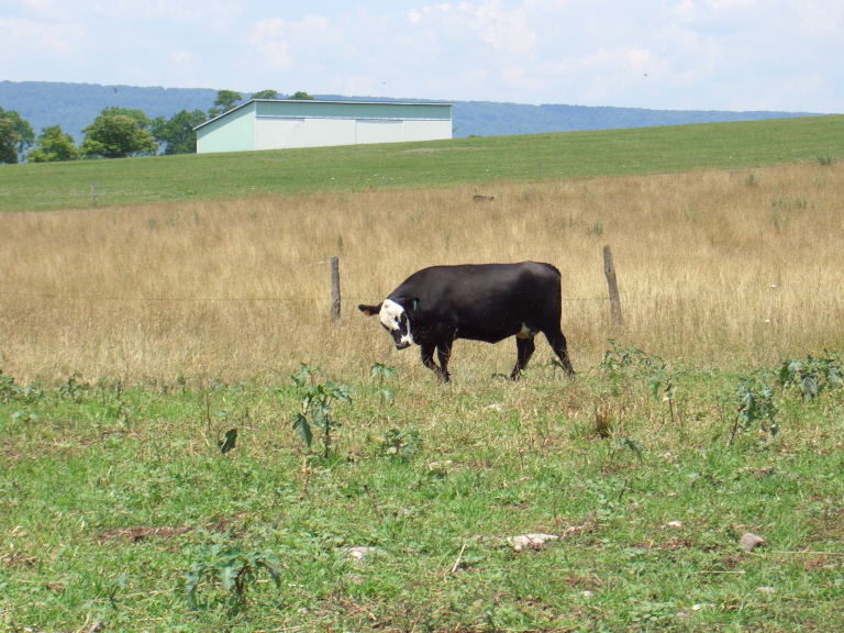 Black Baldy Cow