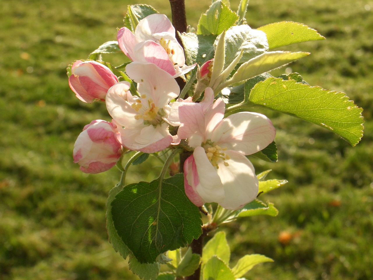 Apple blossom