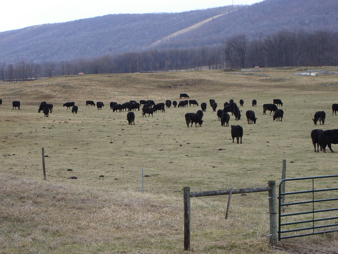 View from the back porch