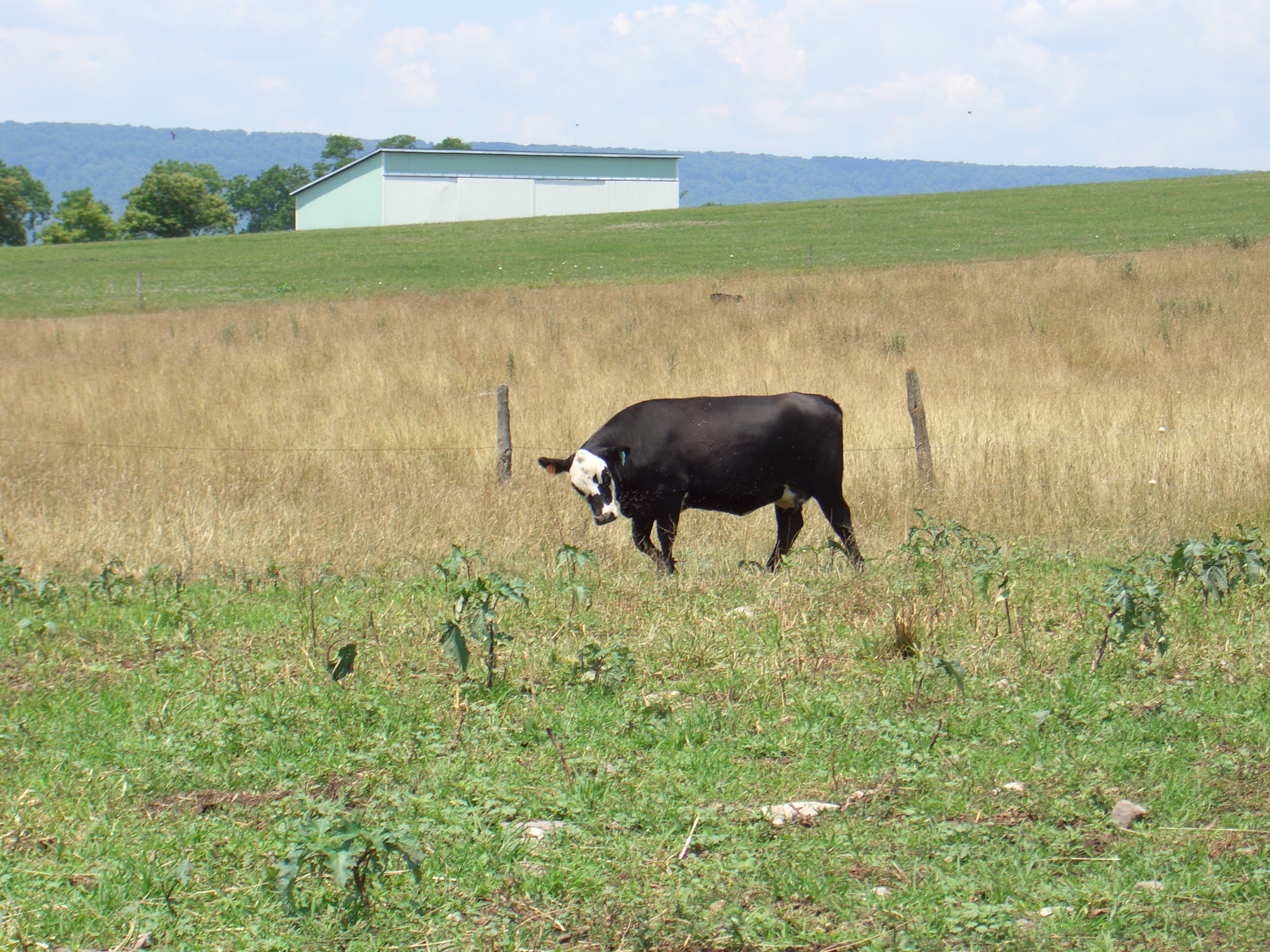 Black Baldy cow