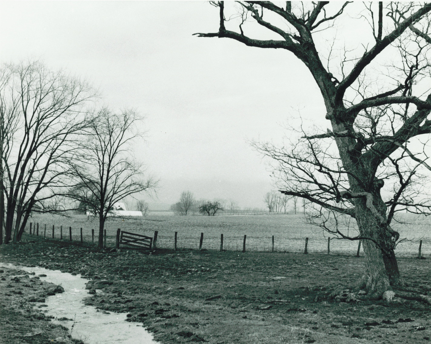 Upper meadow